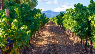 Vignes